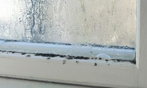 Плесень на окнах: что делать?